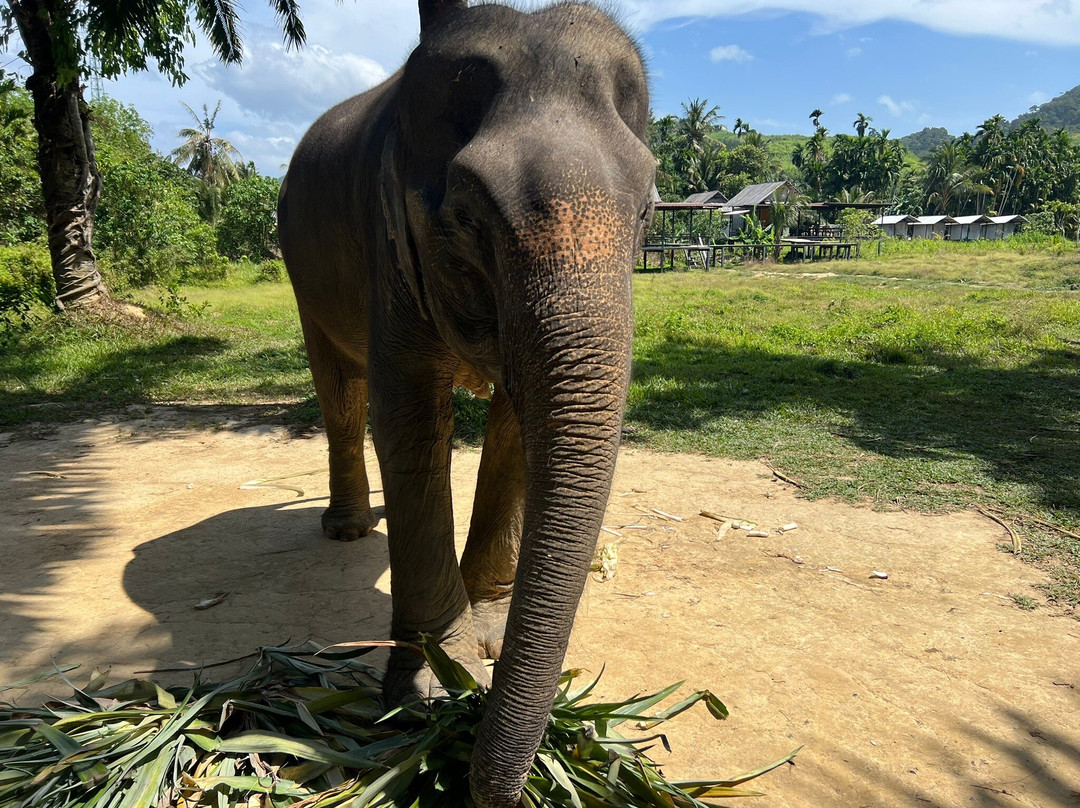 Lanta Elephant Sanctuary-兰塔岛必去景点