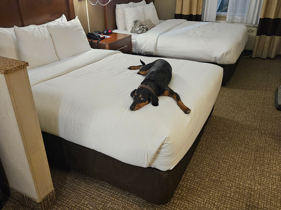 Comfort Suites Coralville I-80主图