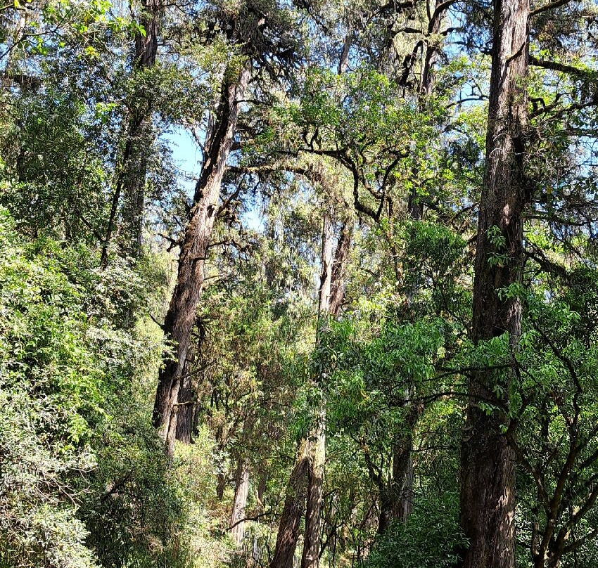 Menagesha Suba Forest Park景点图片