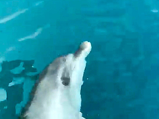 Diving Pula Ceti Sub-普拉必去景点