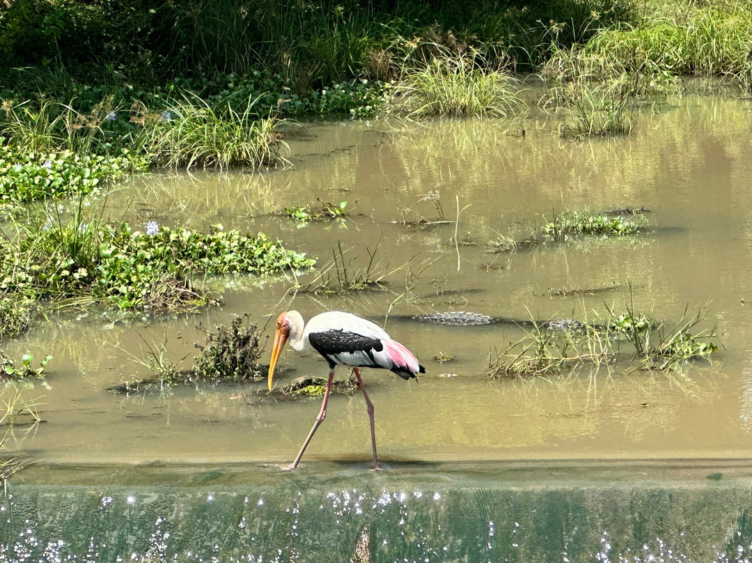 Yala National Park景点图片