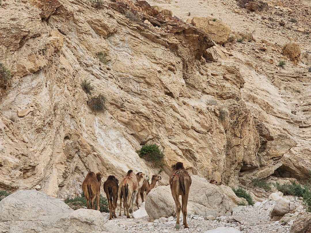 Eretz Israel Tours景点图片
