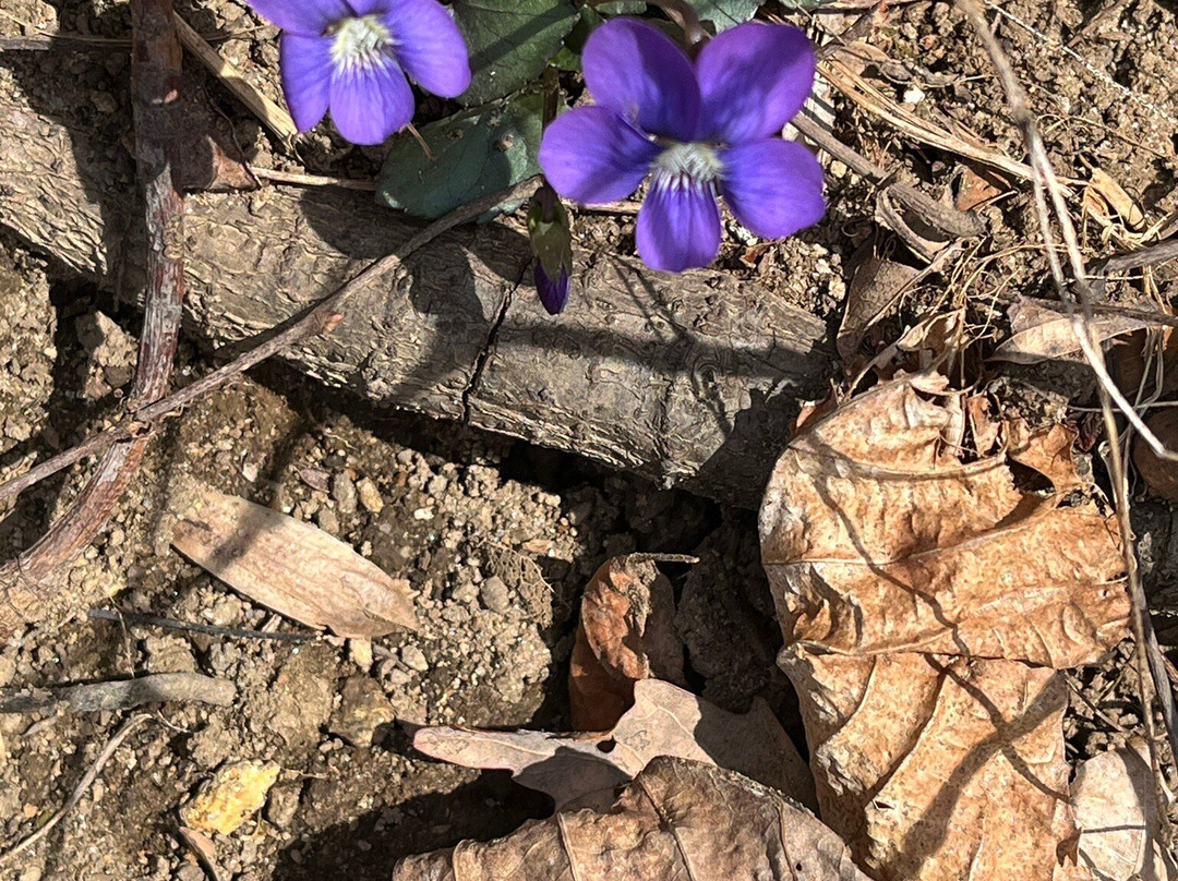 Yonah Mountain Hiking Trail-海伦必去景点