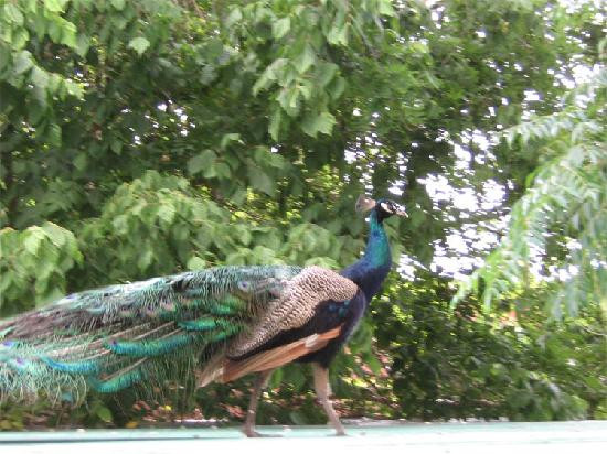 Simondium's Country Lodge主图