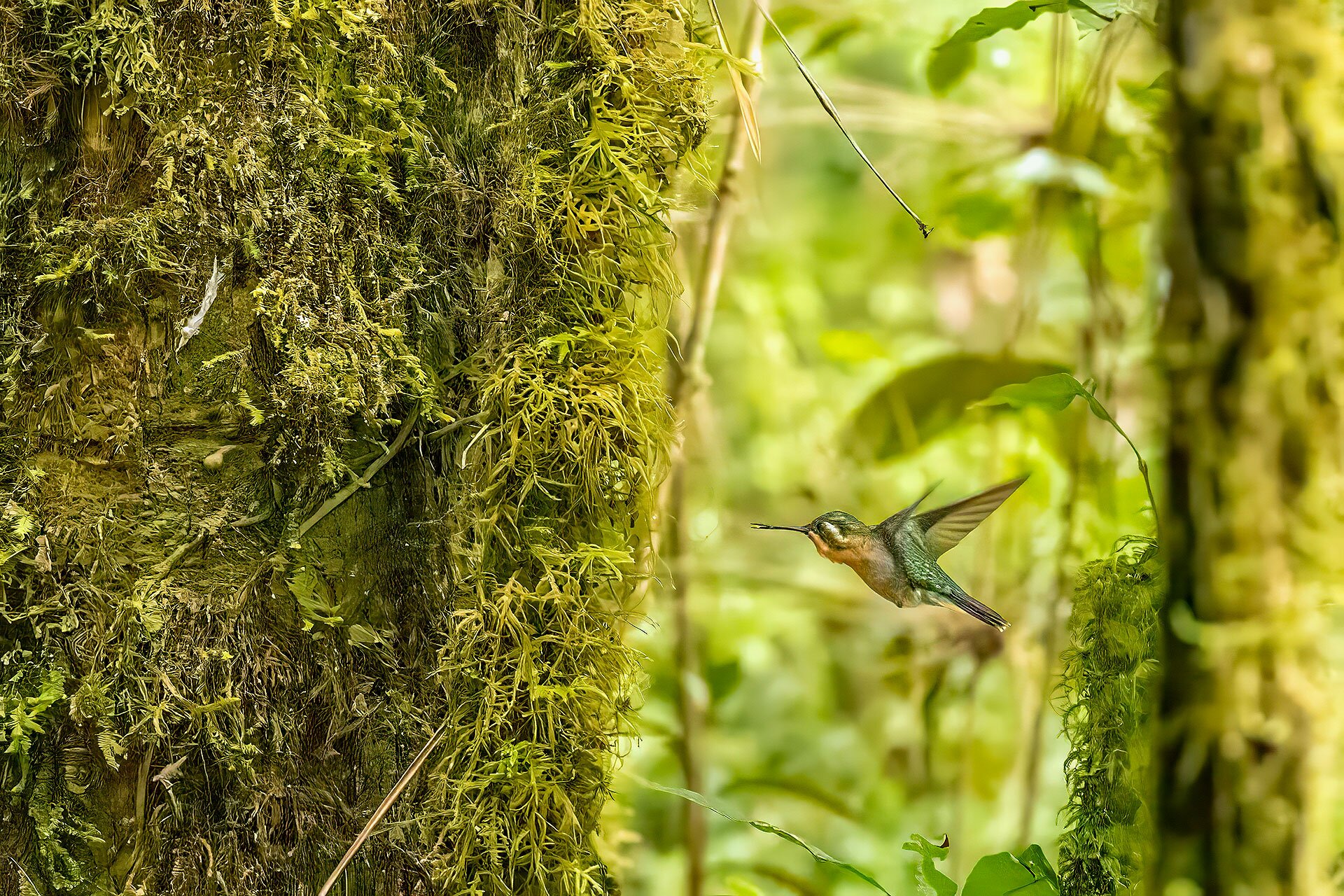 Dantica Cloud Forest Lodge-浴室
