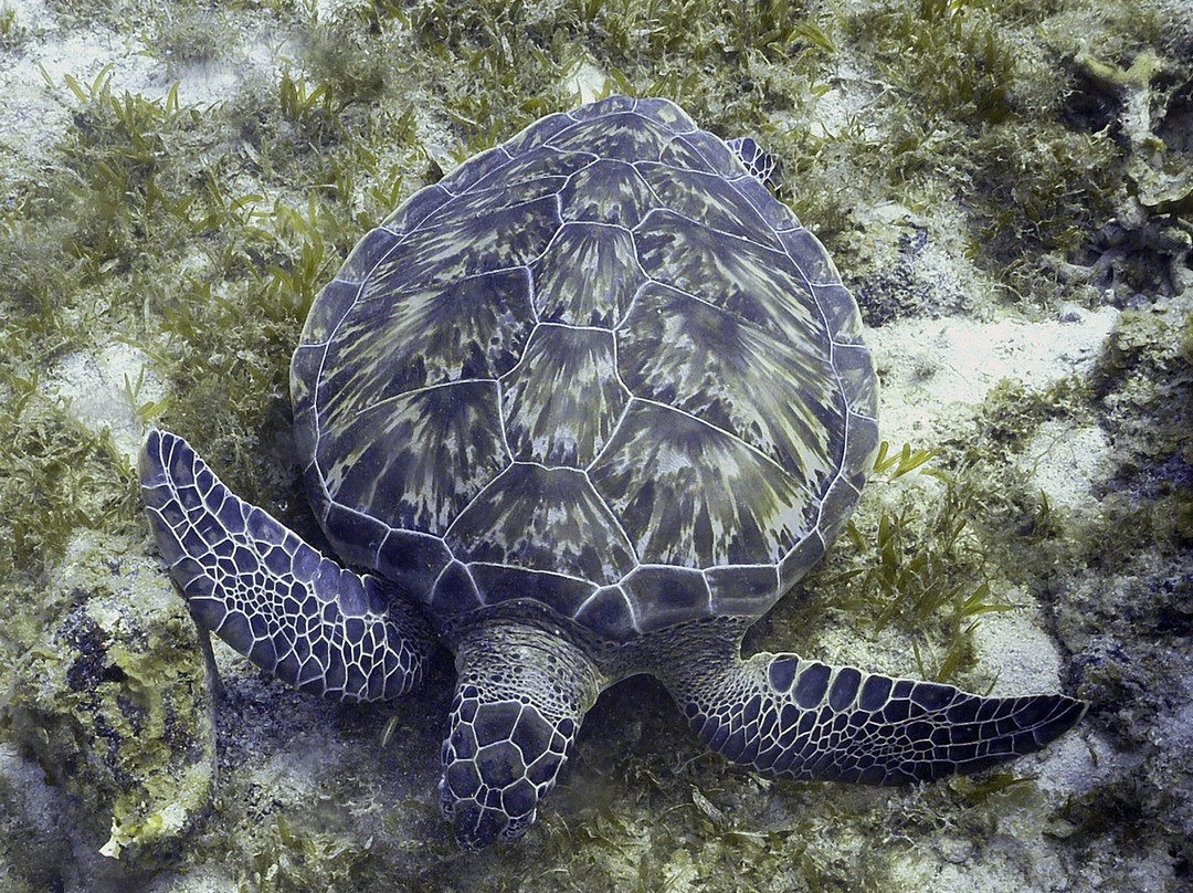 JJ Divers St Thomas-夏洛特阿马利亚必去景点