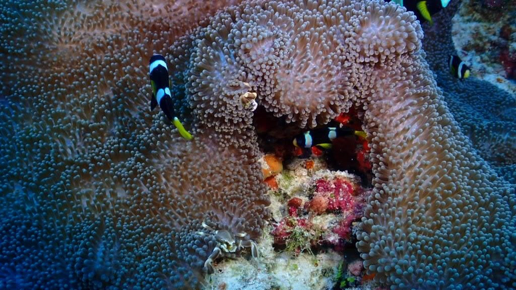 Euro-Divers Club Med Finolhu Villas-马累必去景点