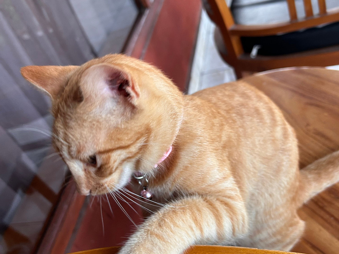 Hotel My Lovina主图