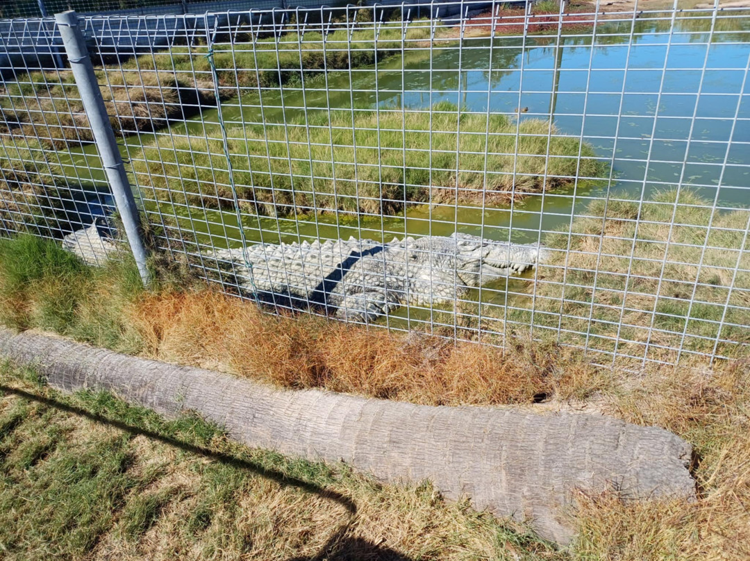 Koorana Crocodile Farm景点图片