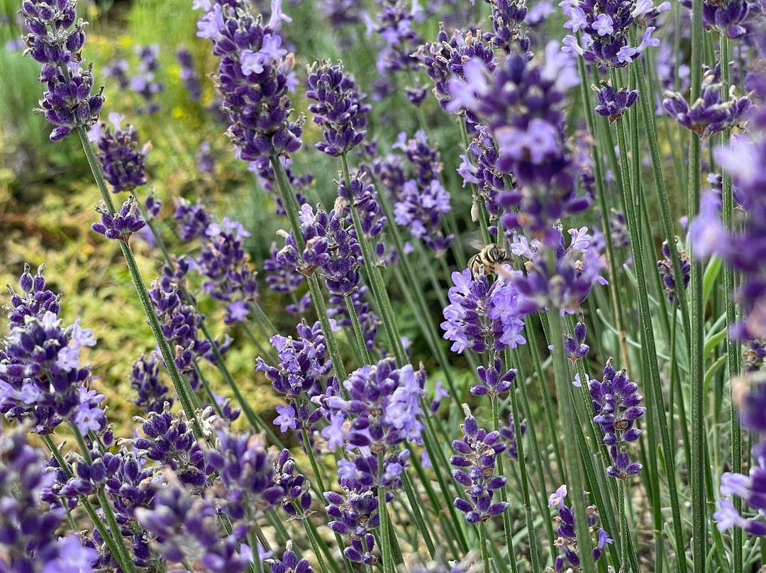 Tambara Lavender Park-沼田市必去景点