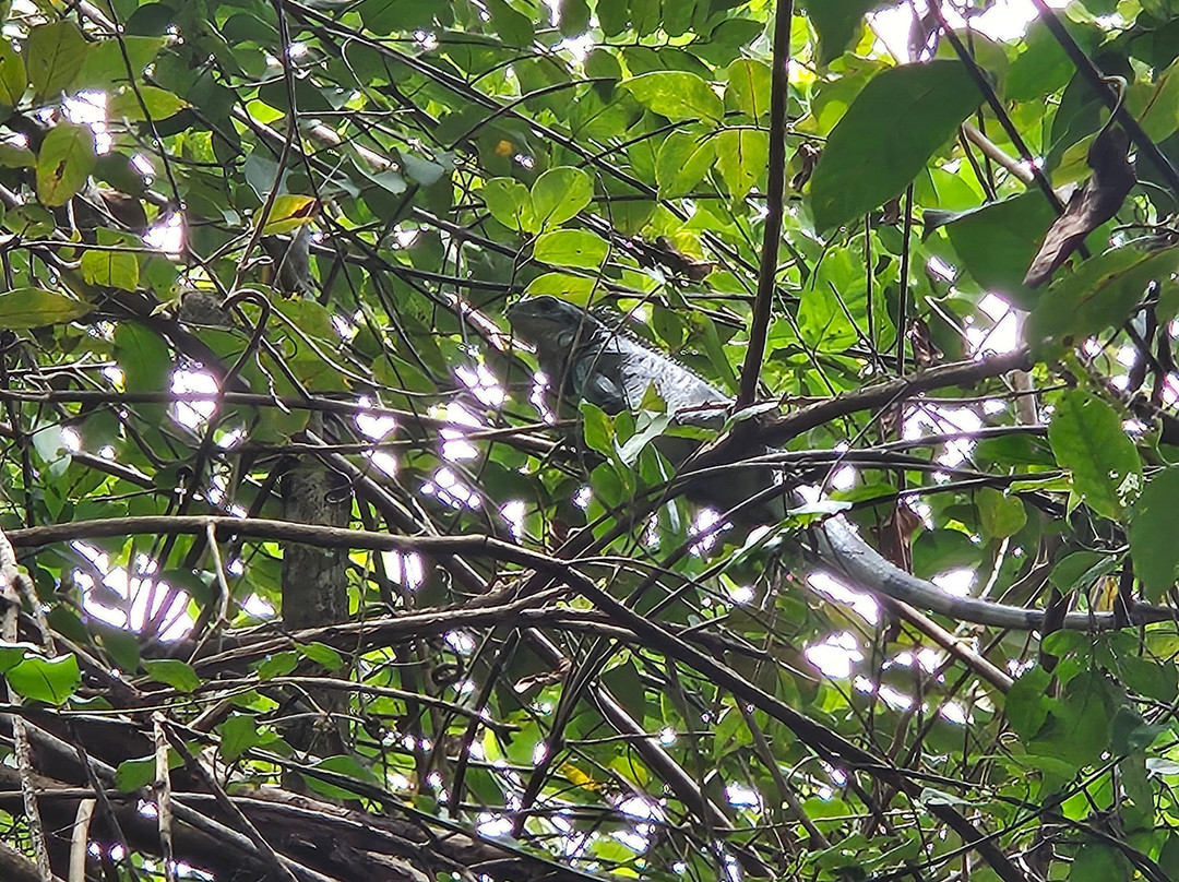 Mkg Centre Nautique-Deshaies必去景点