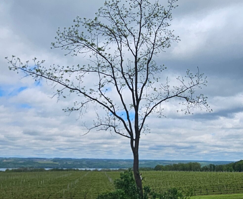 Airy Acres Vineyard-Interlaken必去景点