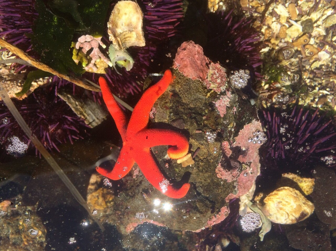 Second Beach Trail-奥林匹克国家公园必去景点