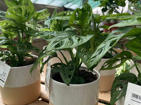 High Trees Garden Centre-East Carlton必去景点