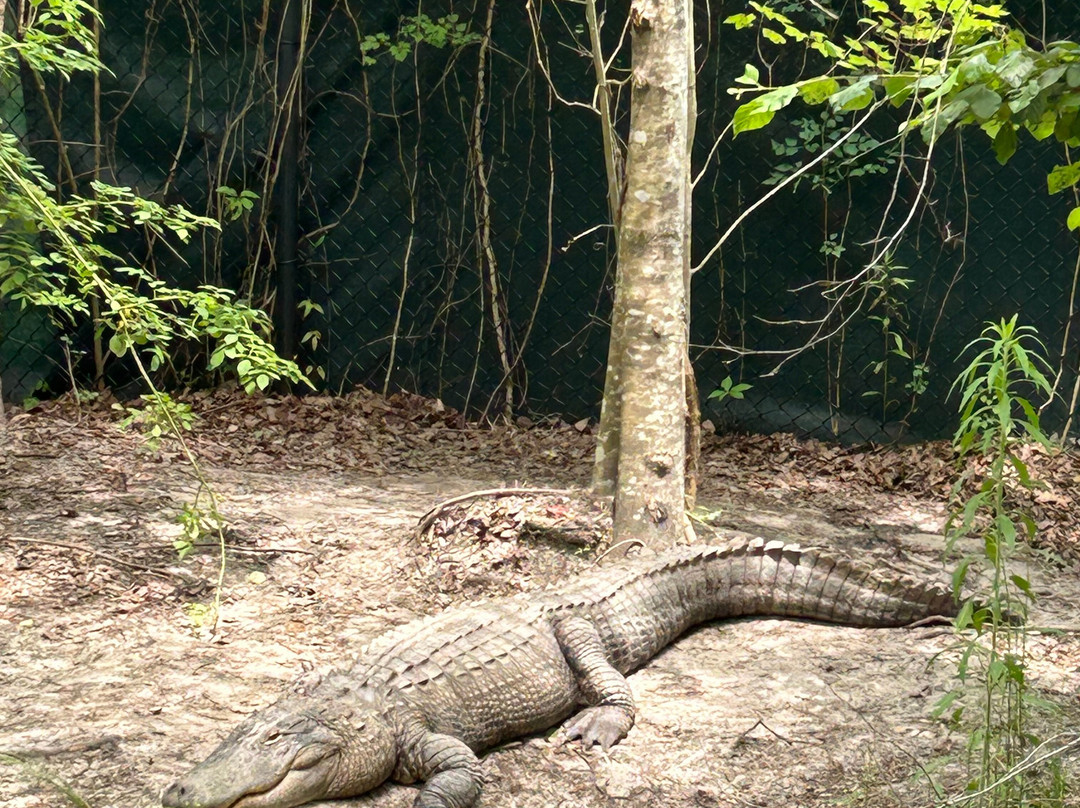 The Swamp Park景点图片