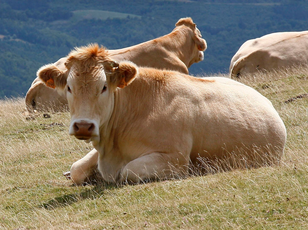 Selva de Irati-纳瓦拉必去景点