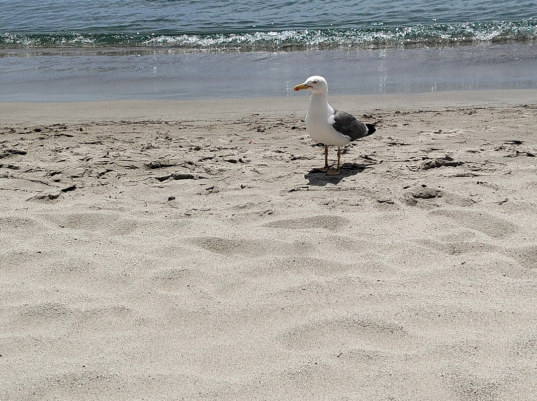 Spiaggia Di Seccheto景点图片