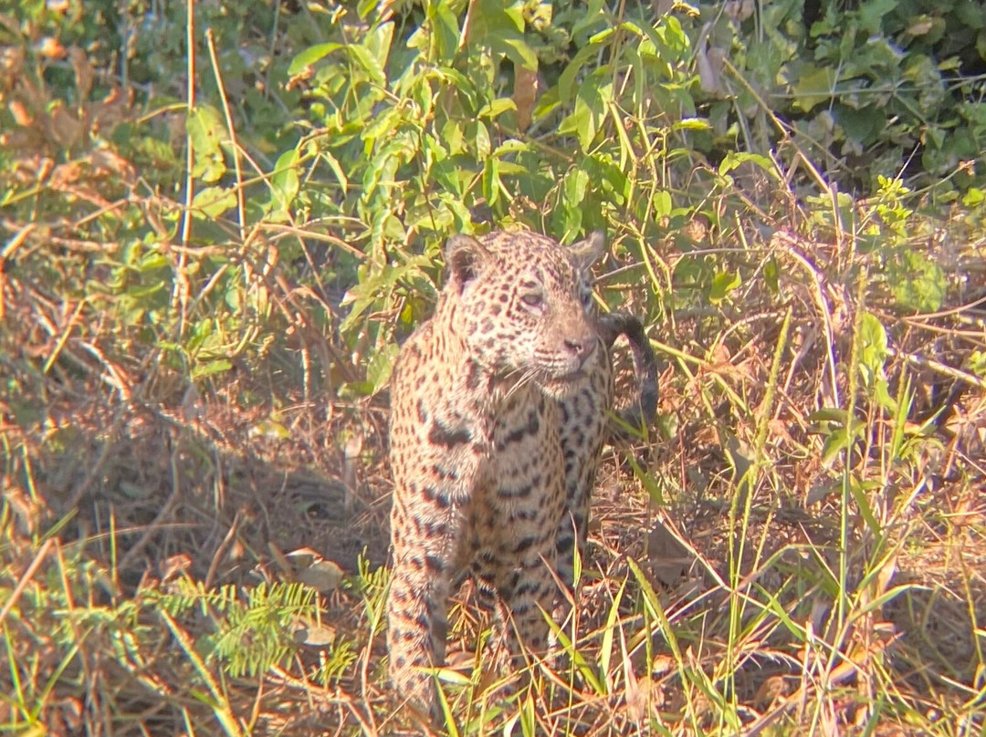 Jaguar Photo Expeditions-Varzea Grande必去景点