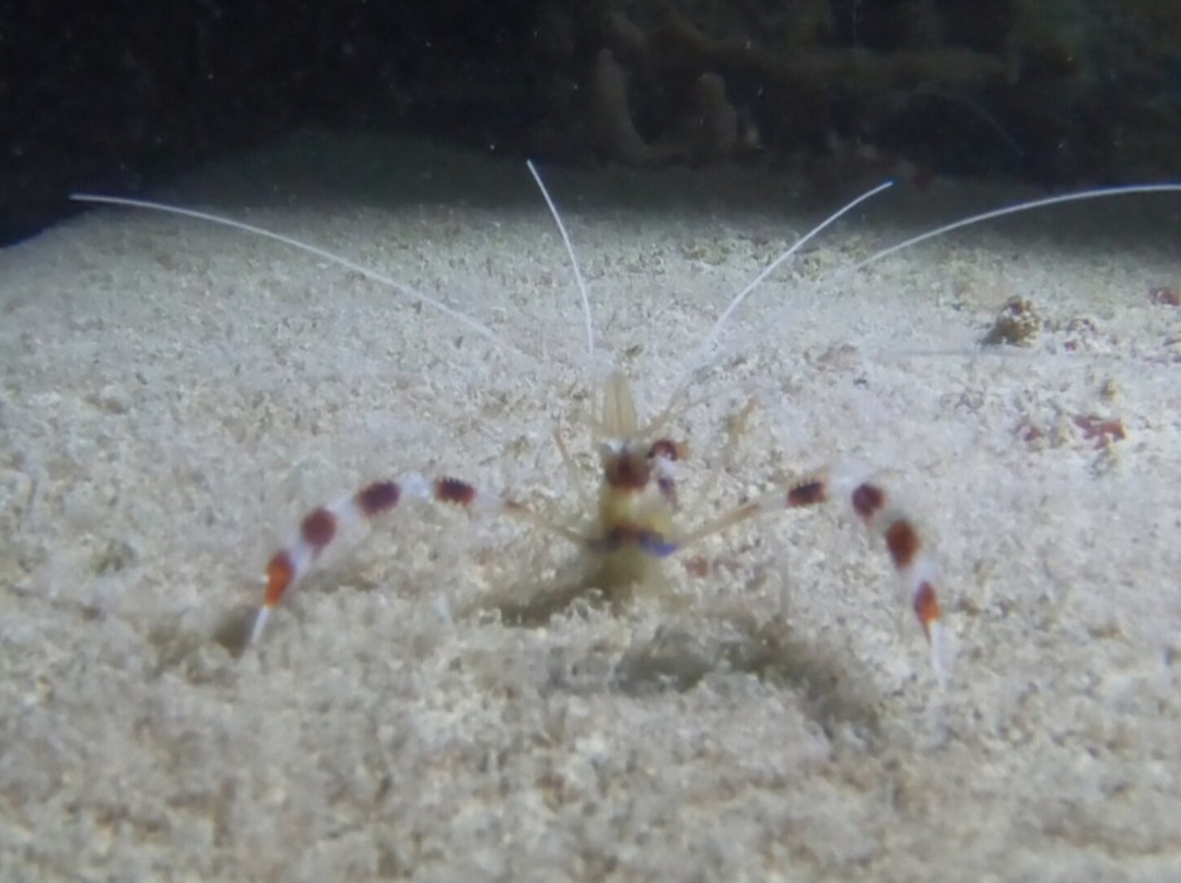 Dive Center Scuba Do-威廉斯塔德必去景点