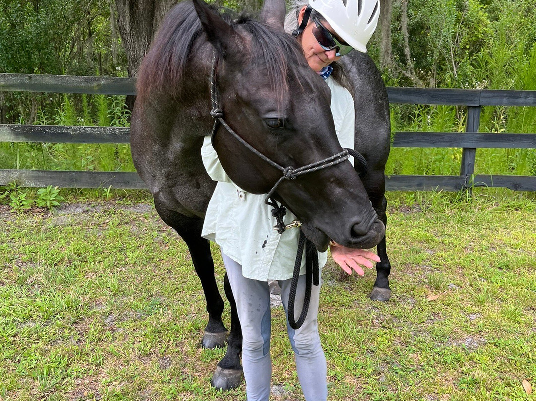 Black Prong Adventures Horseback Riding And Carriage Tours In The Goethe State Forest-Bronson必去景点