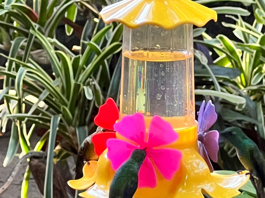 Jardin de los Picaflores-伊瓜苏港必去景点