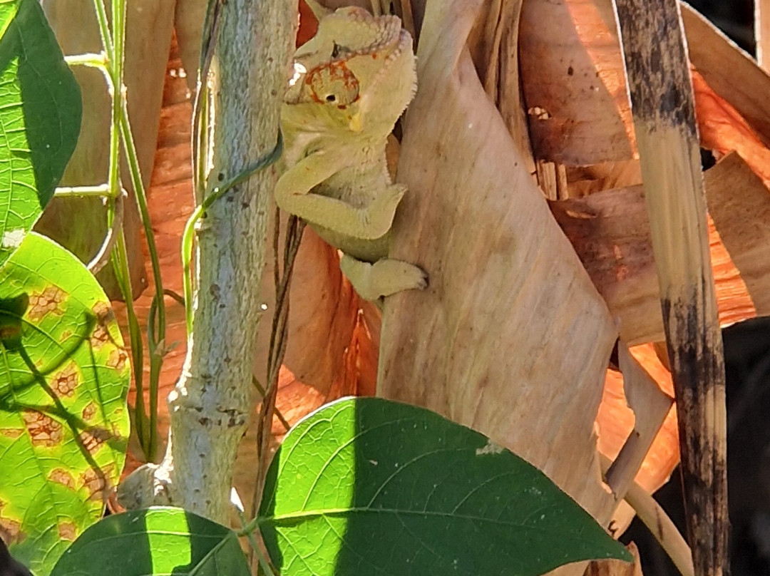 Madagascar Tropic Voyage景点图片