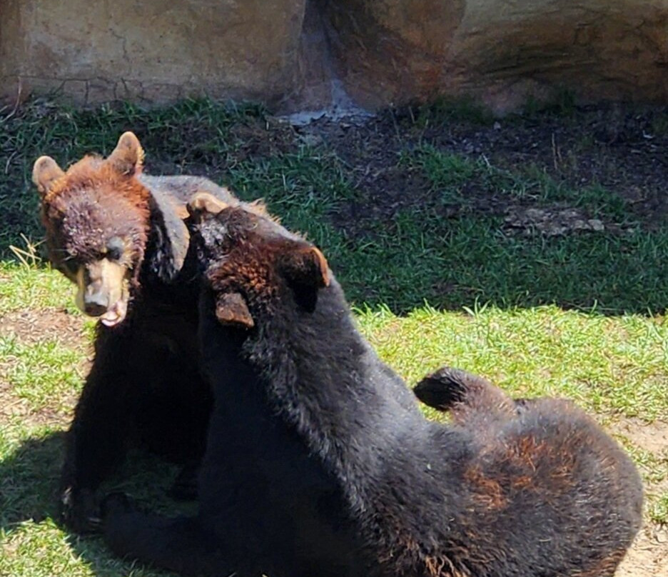 Three Bears General Store-皮金福奇必去景点