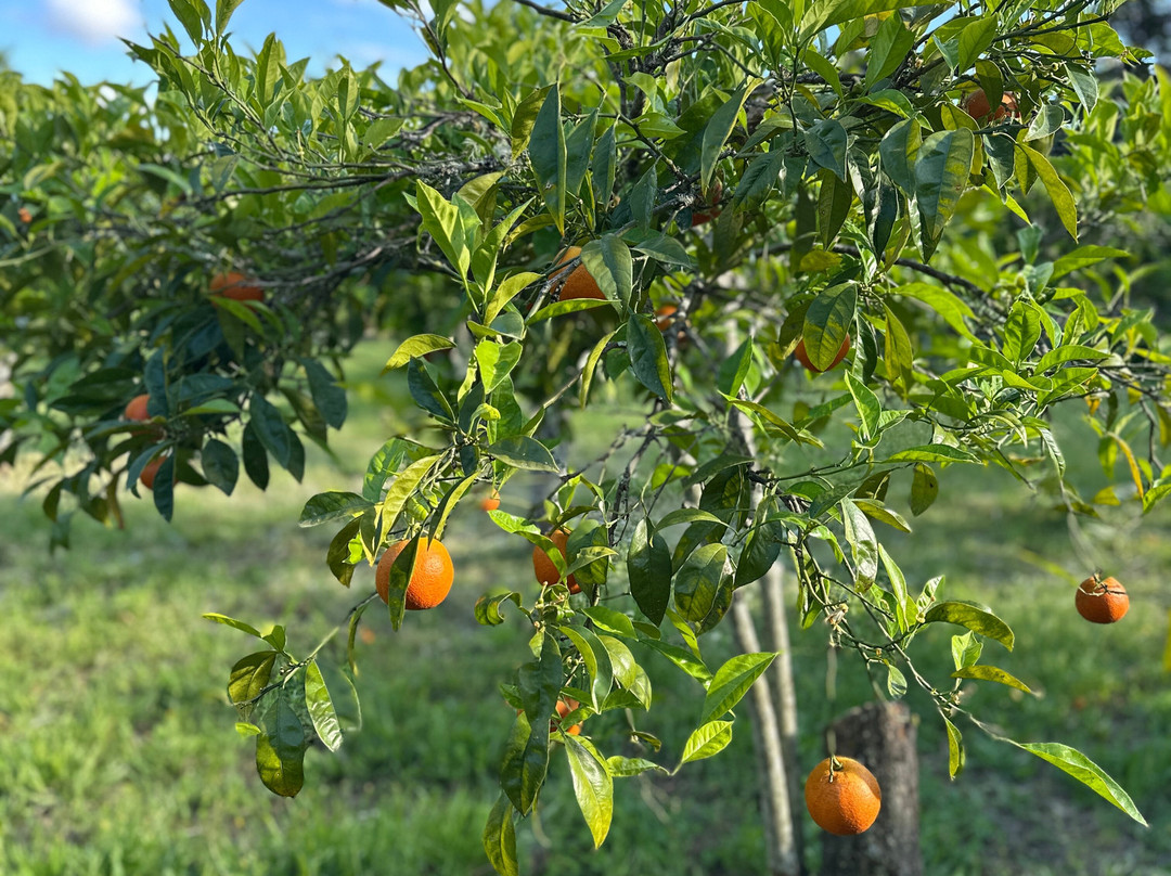伊曼尼乡村楼主图