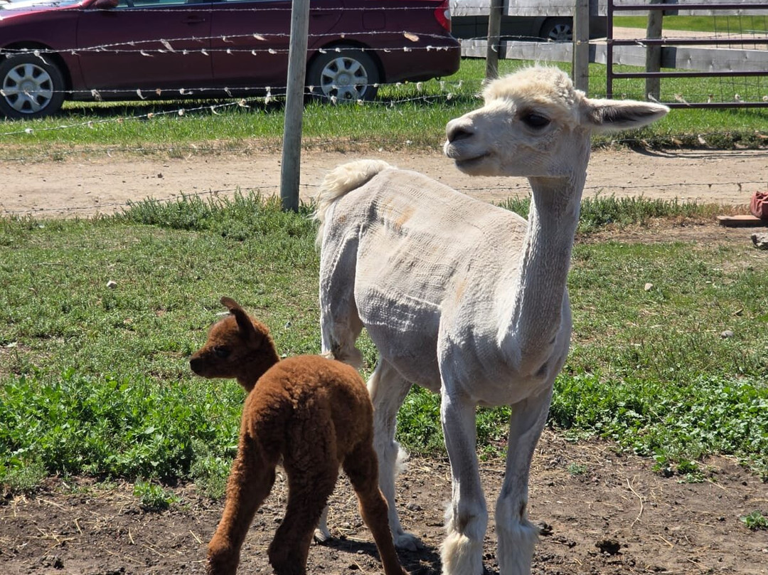 Kirks Alpaca Farm-Torrington必去景点