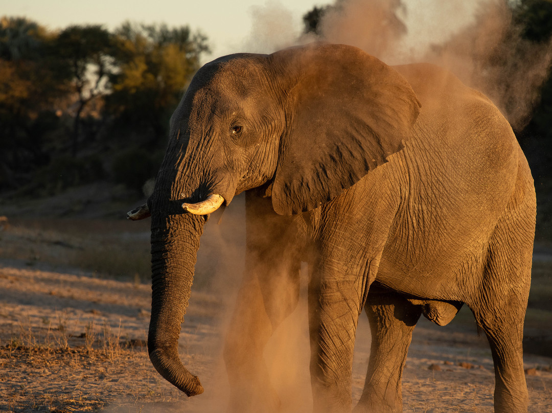 Real Africa Safaris Chobe-卡萨尼必去景点