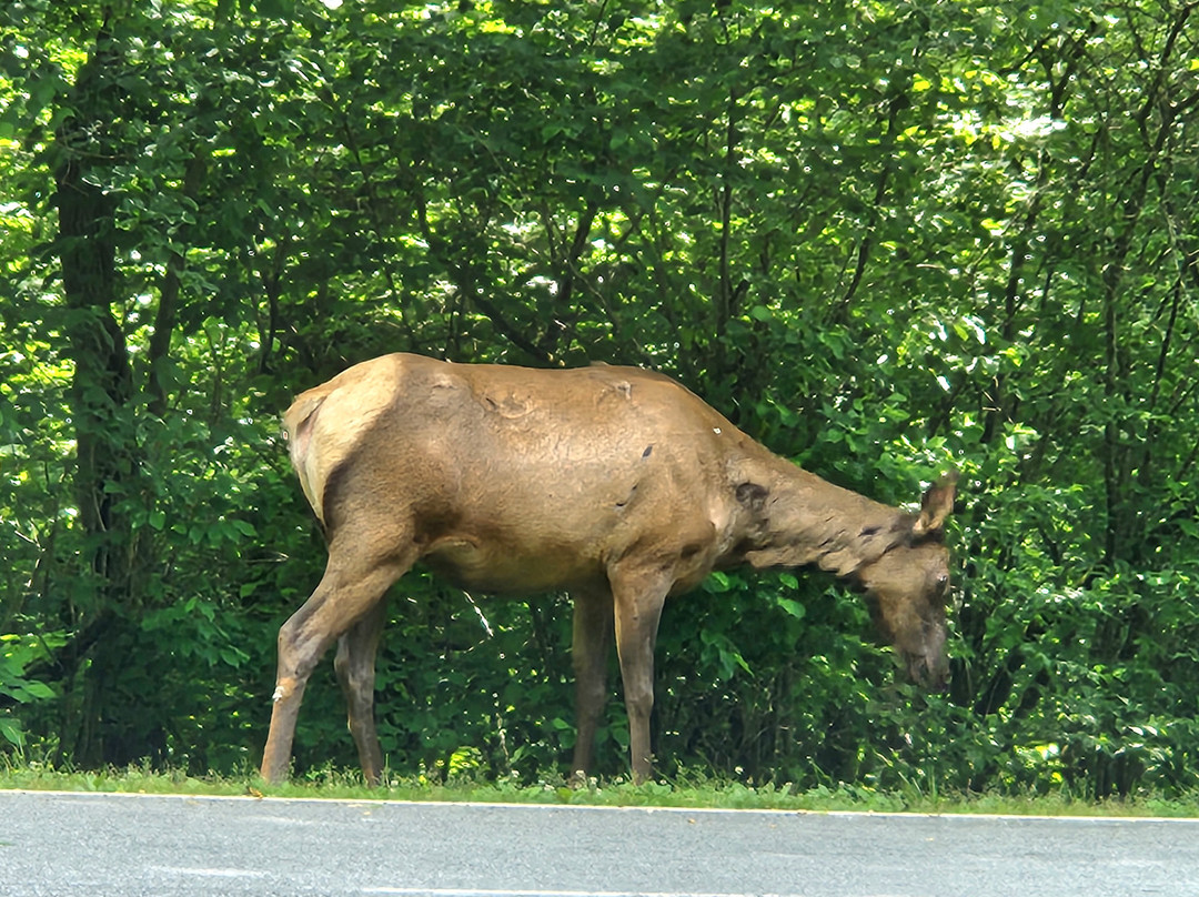 Cataloochee Valley-大雾山国家公园必去景点