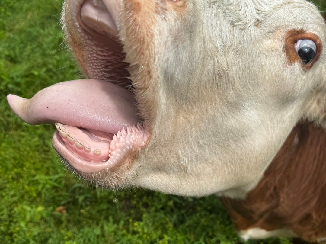 The Farm-斯特金贝必去景点