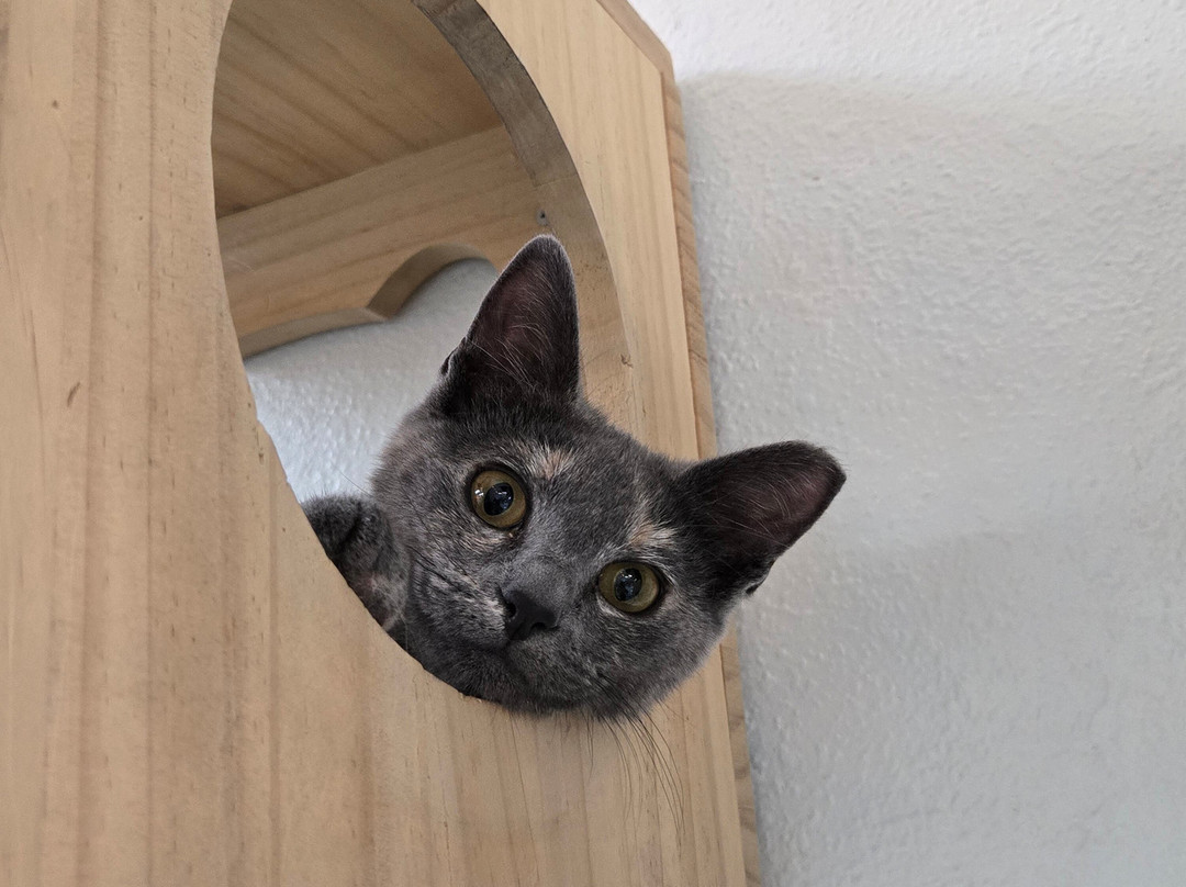 Save the Meow Meows Cat Lounge-Yucca Valley必去景点