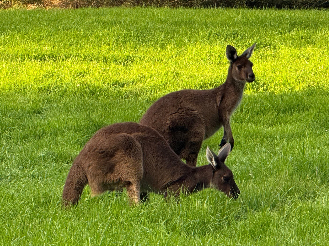 赫瑞森岛-珀斯必去景点