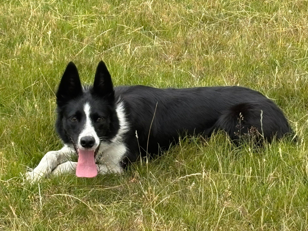Nij Vyas Sheepdog Experience-East Norton必去景点