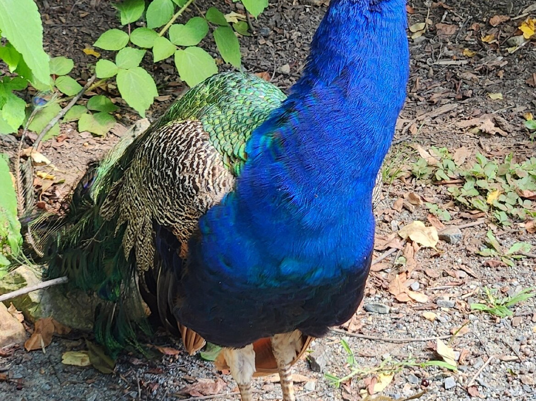Plumpton Park Zoo-Rising Sun必去景点