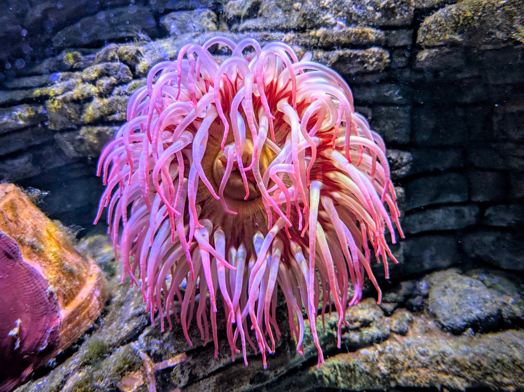 SEA LIFE Timmendorfer Strand-蒂门多佛海滩必去景点