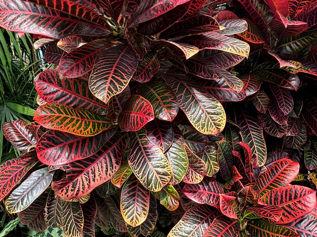 Volunteer Park-西雅图必去景点