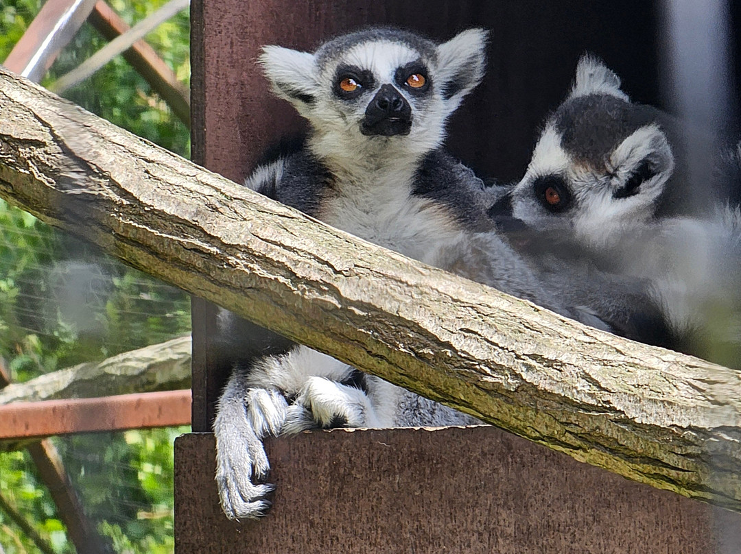 Ystad Djurpark-Skarby必去景点