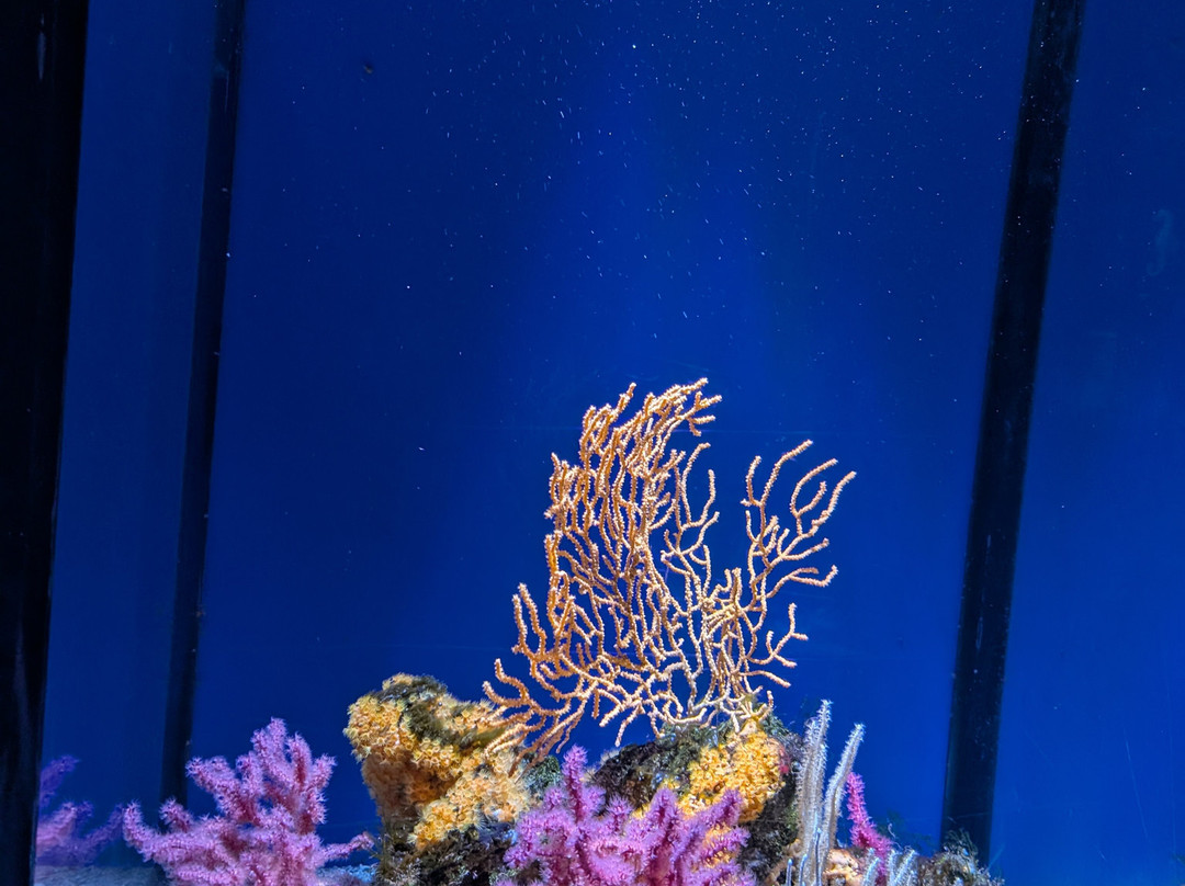 Ozeaneum-施特拉尔松德必去景点