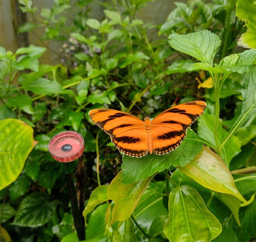 Magic of Life Butterfly House-Cwmbrwyno必去景点