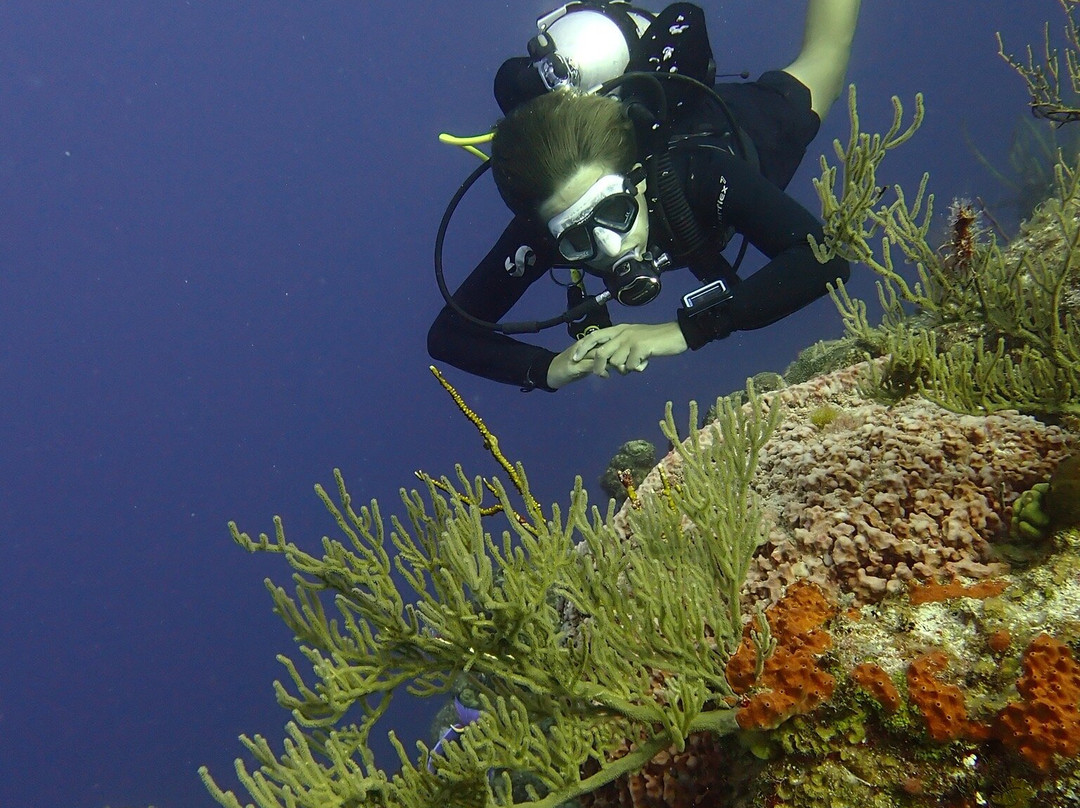 Flamingo Divers-普罗维登西亚莱斯必去景点