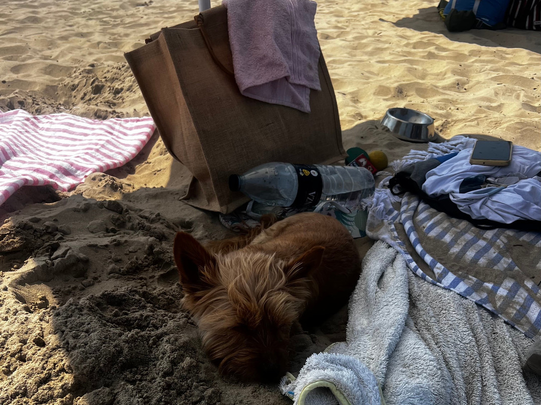 Playa de Oyambre-San Vicente de la Barquera必去景点