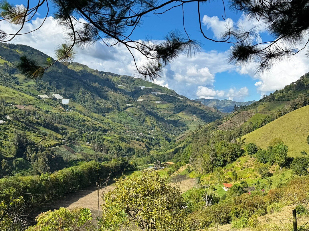 Urapanes Del Bosque主图