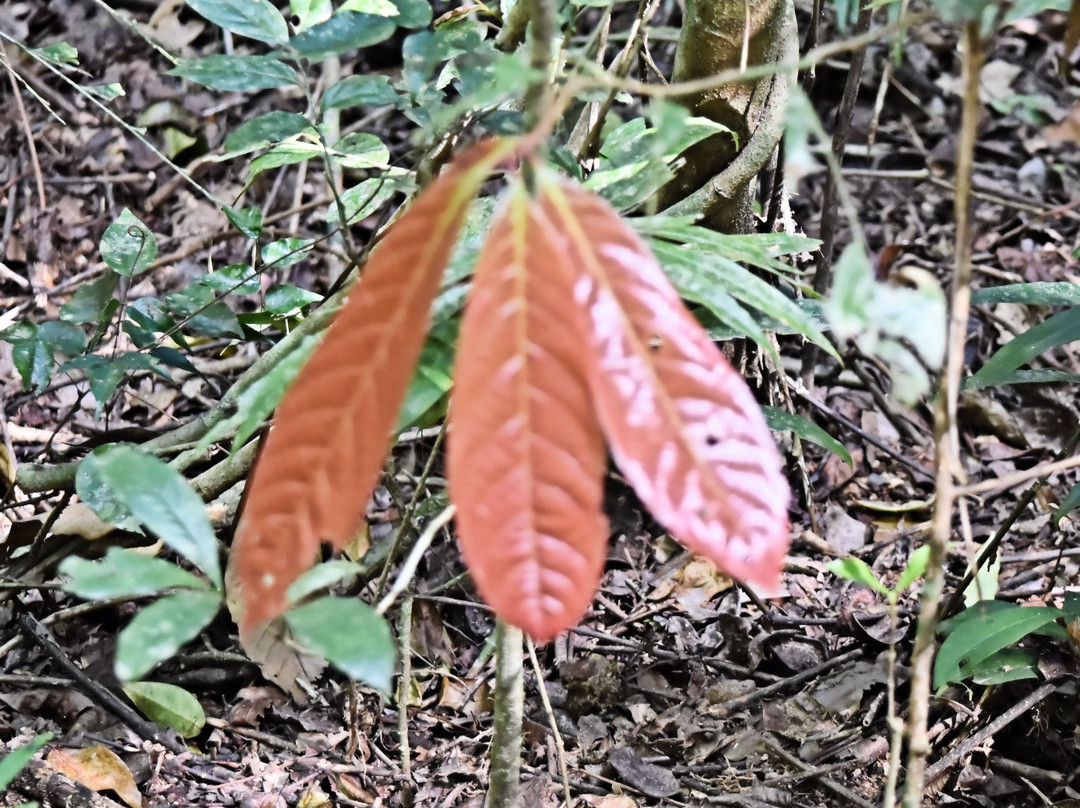 Mamu Tropical Skywalk