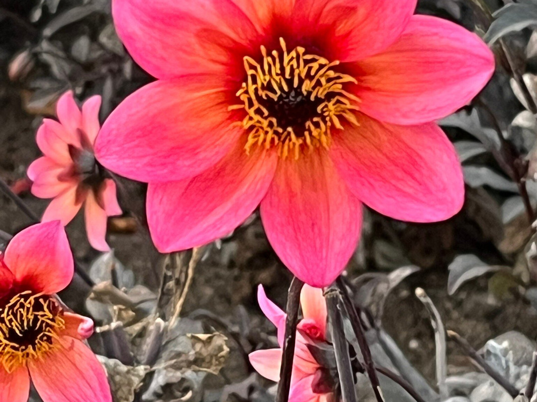 Courtyard by Marriott Buffalo Downtown/Canalside主图