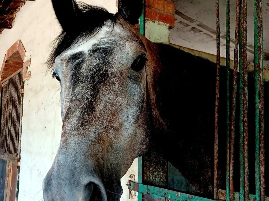 Scuderie De Morimenta主图