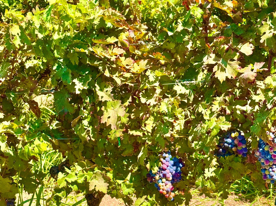 Urla Winery-Urla必去景点