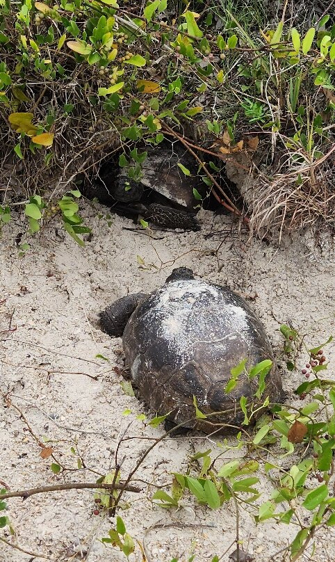 Smyrna Dunes Park-新士麦那海滩必去景点