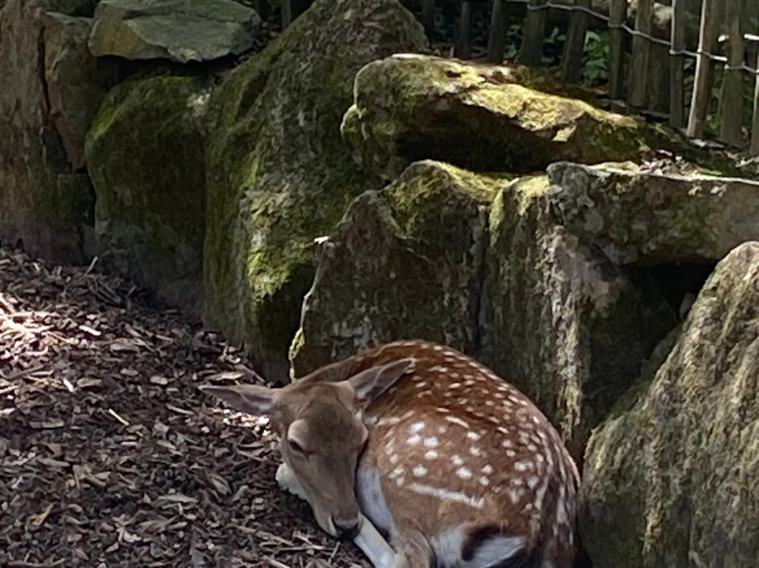 Stadtpark-拉尔必去景点